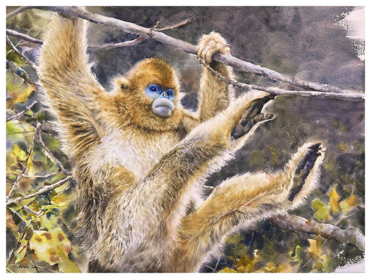 Golden Snub-Nosed Monkey