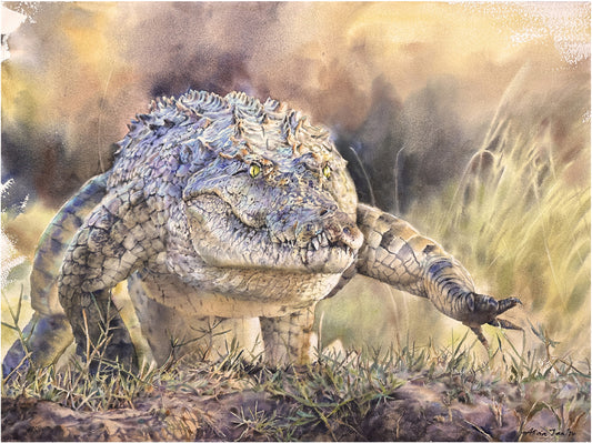 Let's Go for a Swim!