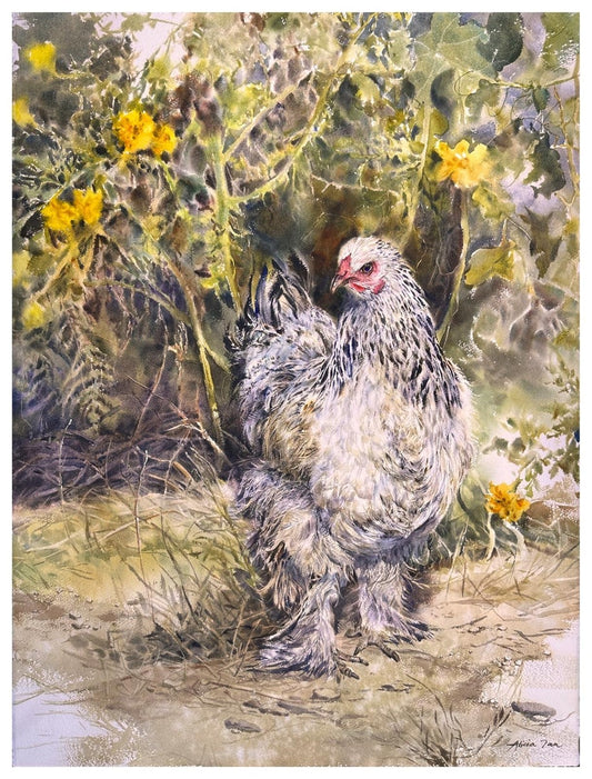 Brahmas Chicken (Nepal)