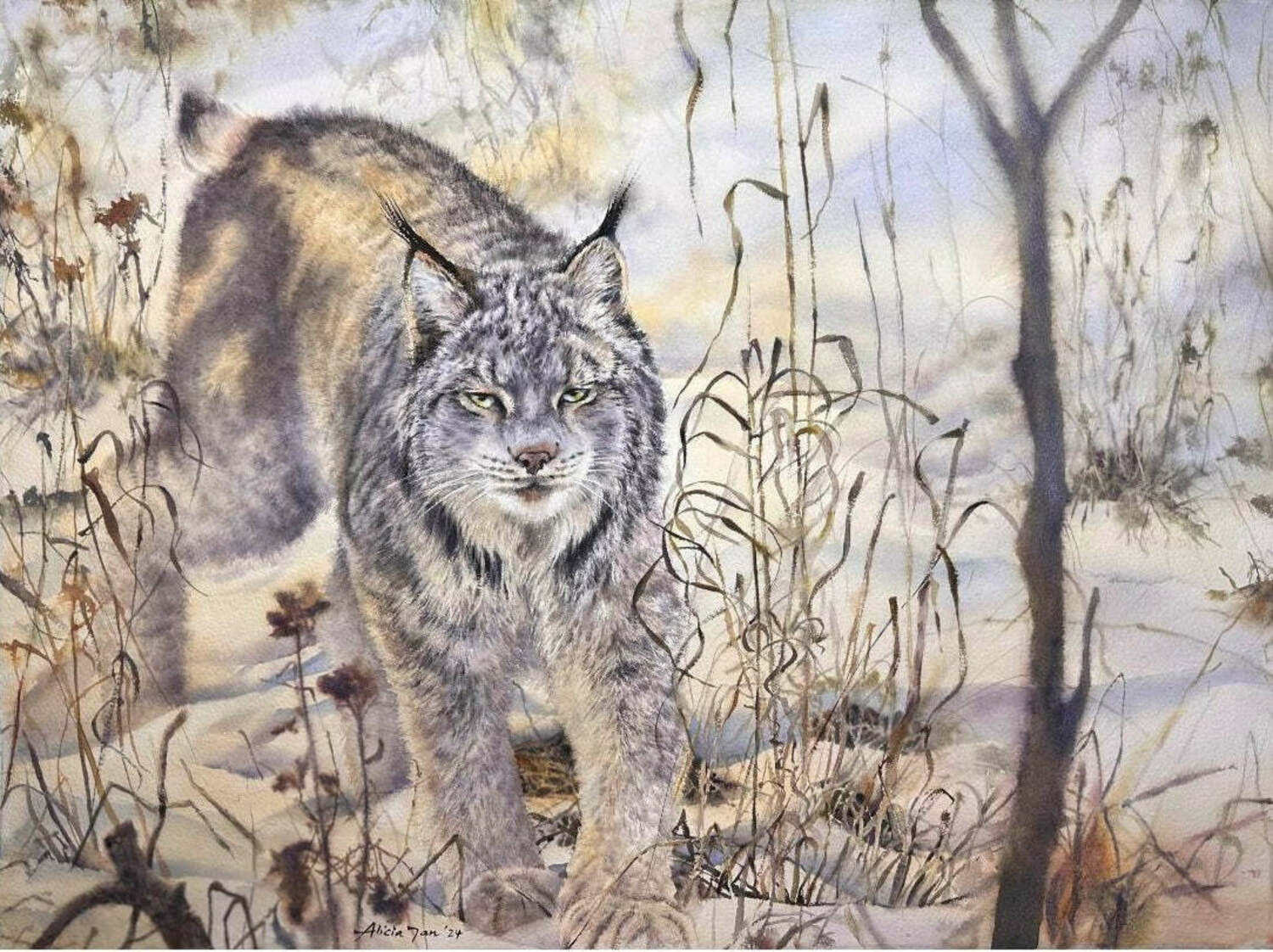 Canada Lynx